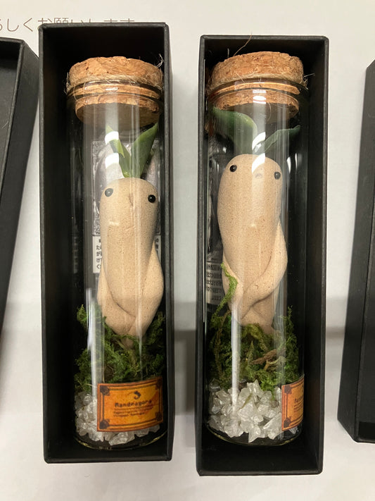 Mandragora in a Jar